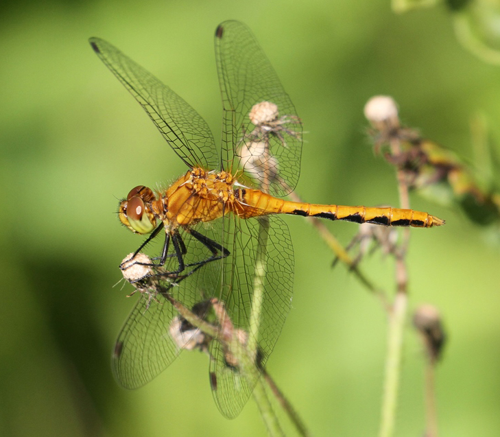 photo of Immature male cherry-faced meadowhawk
