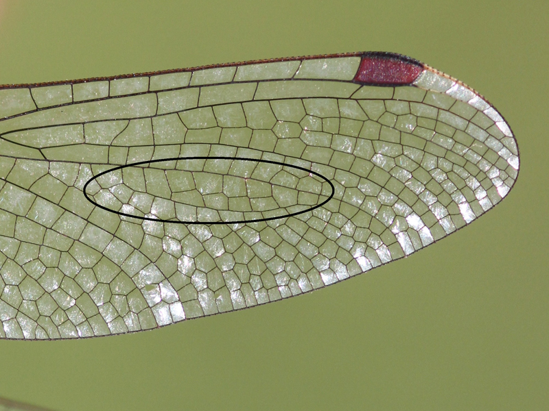 photo of Detail of crimson-winged whiteface wingtip showing radial planate with divided cells