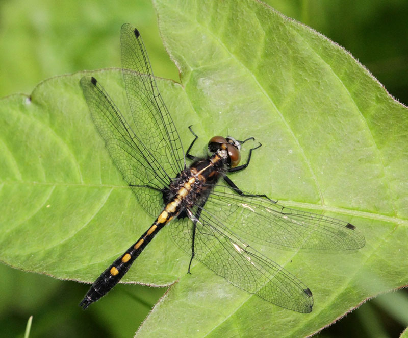 photo of Immature male dot-tailed whiteface