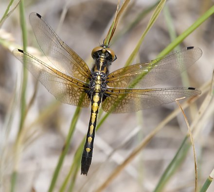 photo of Immature female dot-tailed whiteface