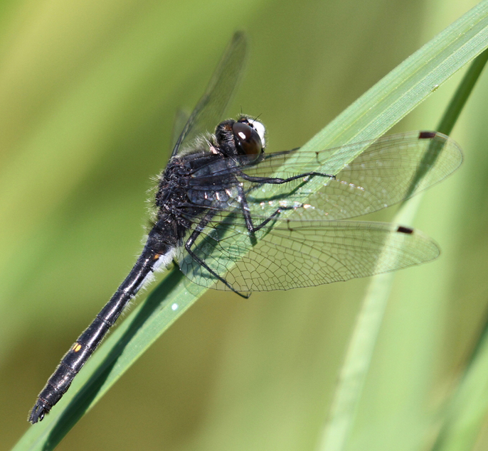 photo of Male dot-tailed whiteface