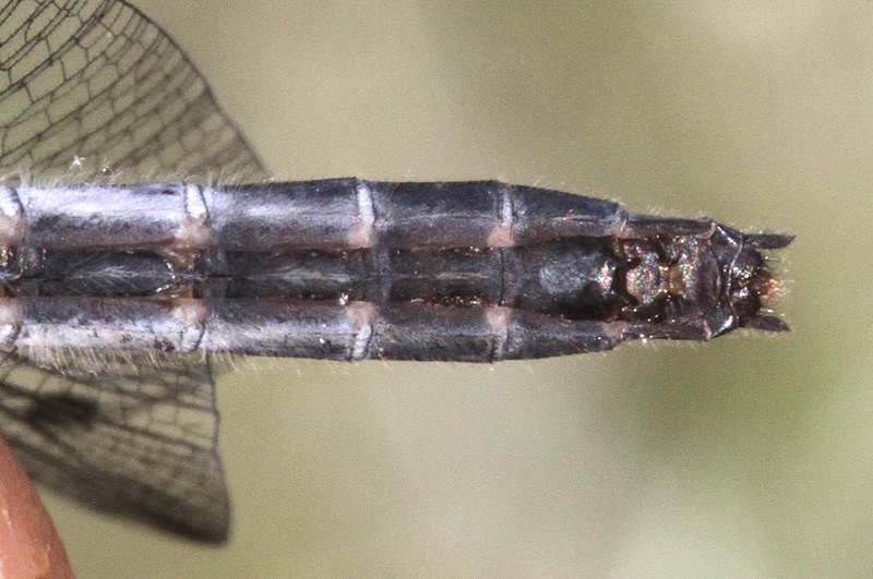 photo of Abdomen tip showing subgenital plate of female dot-tailed whiteface