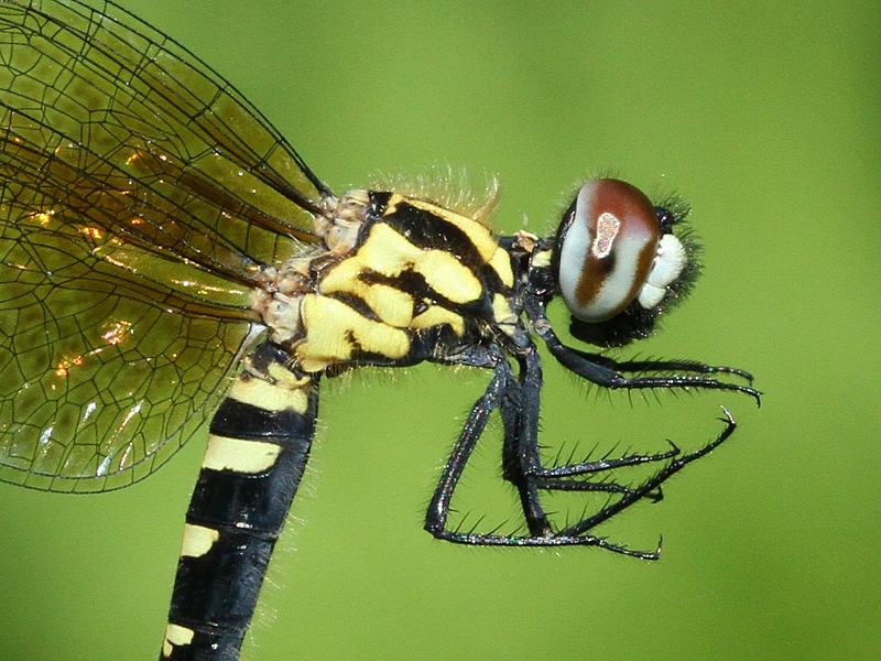 photo of Close-up of female elfin skimmer thorax