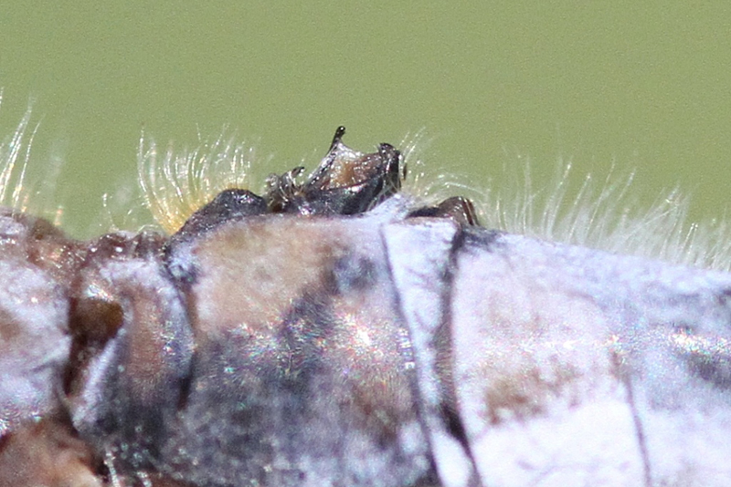 photo of Close-up of male frosted whiteface hamules