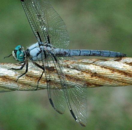 photo of Male great blue skimmer
