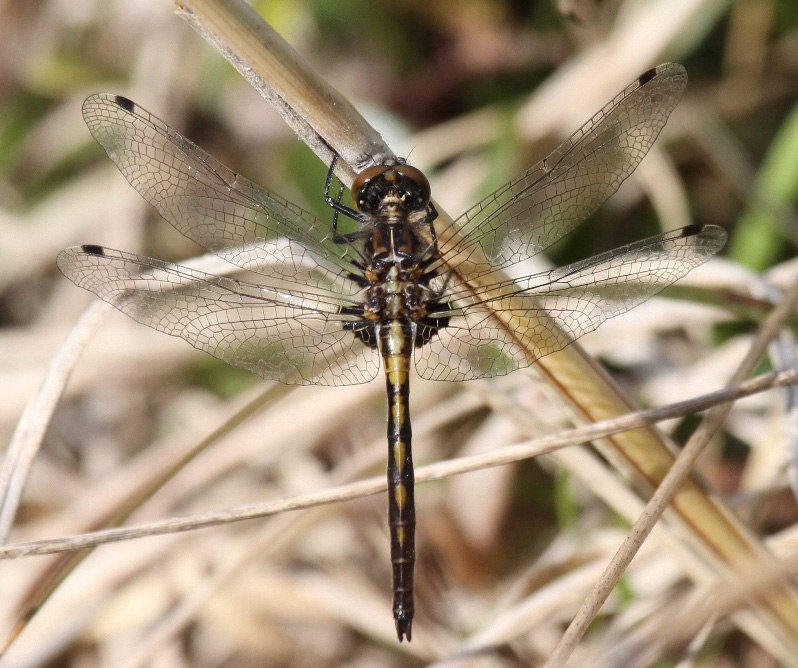 photo of Teneral male Hudsonian whiteface