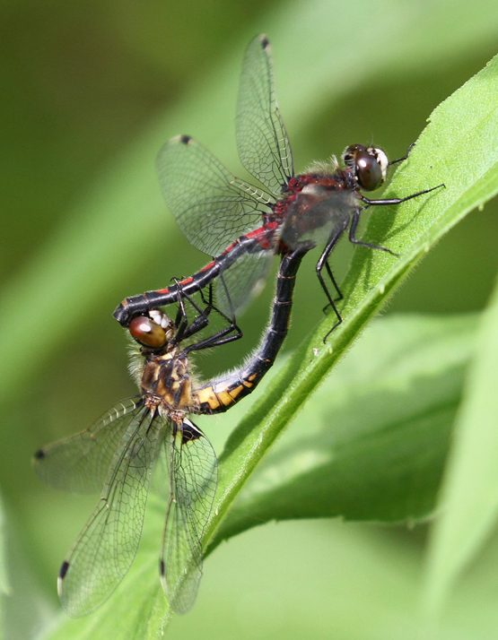 photo of Hudsonian whiteface pair