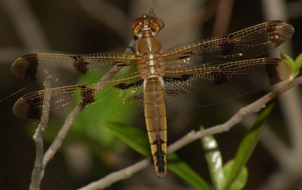photo of Female painted skimmer