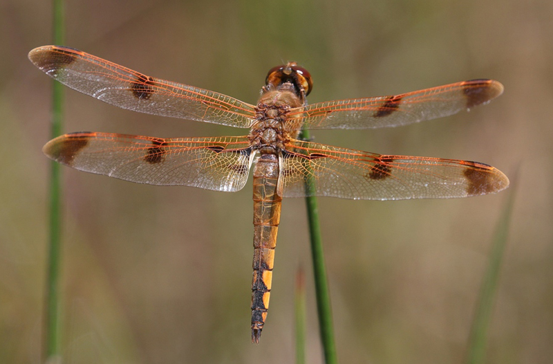 photo of Male painted skimmer