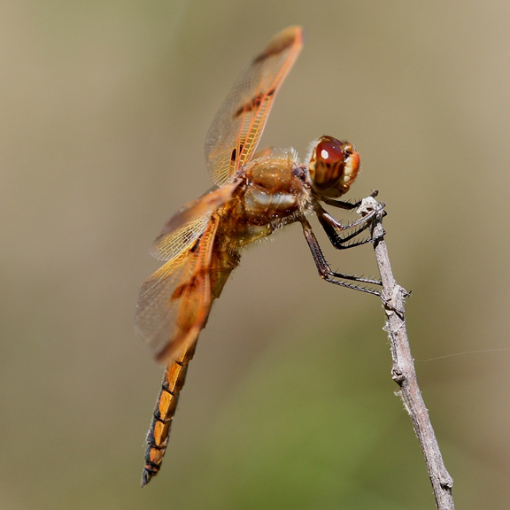 photo of Male painted skimmer