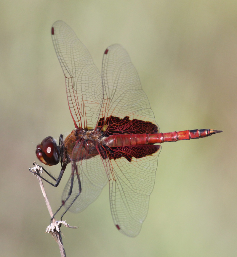 photo of Male red saddlebags