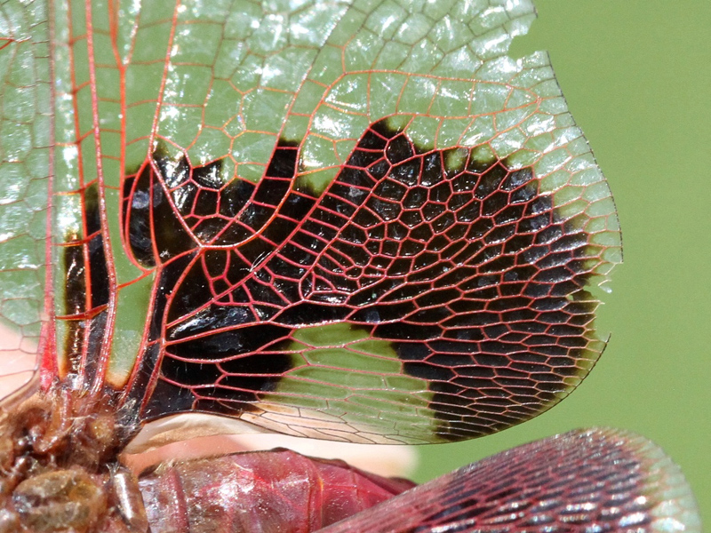 photo of Close-up of male red saddlebags wing saddle