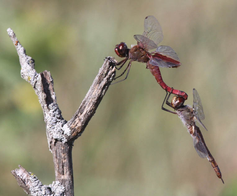photo of Male and female red saddlebags