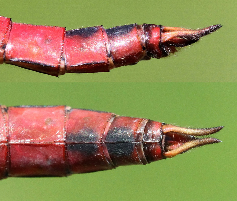 photo of Side (top image) and top view of male red saddlebags cerci
