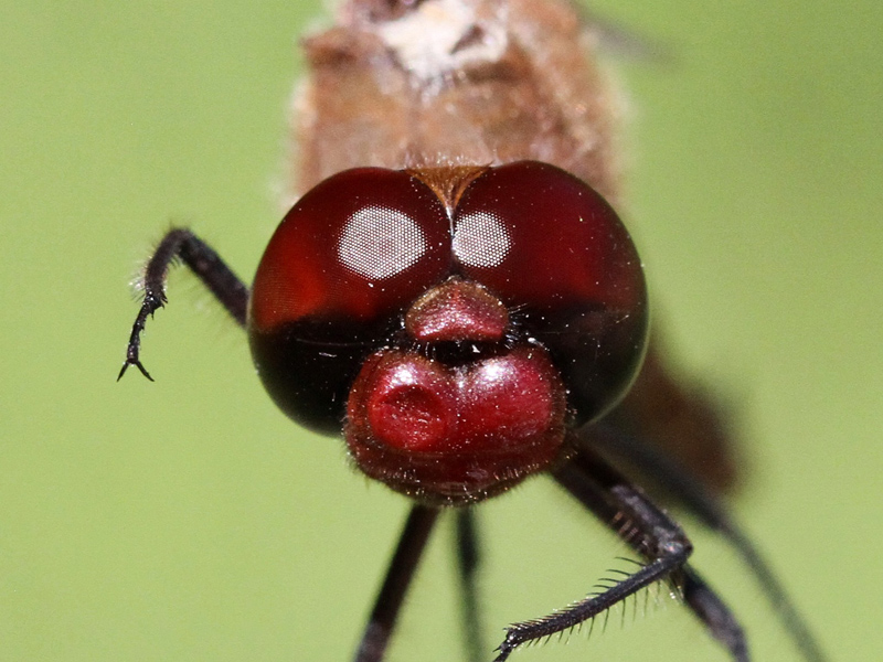 photo of Close-up of male red saddlebags face