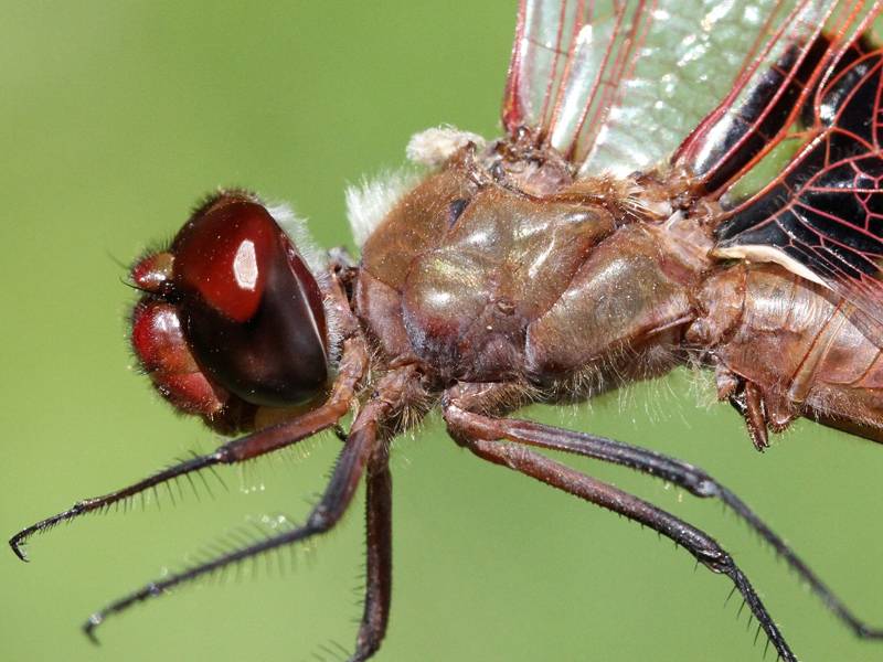 photo of Close-up of male red saddlebags thorax