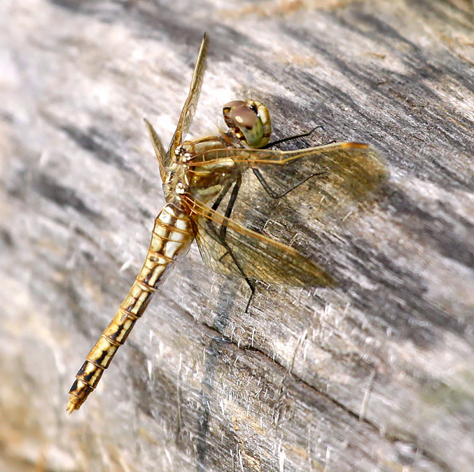 photo of Female red-veined meadowhawk