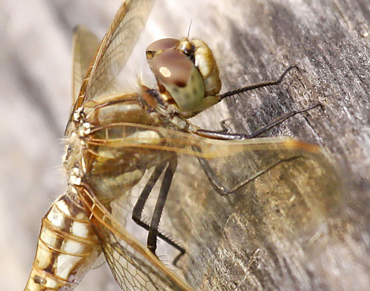 photo of Close-up of female red-veined meadowhawk