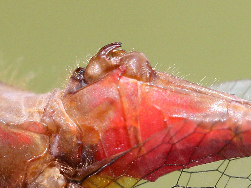 photo of Close-up of ruby meadowhawk hamule