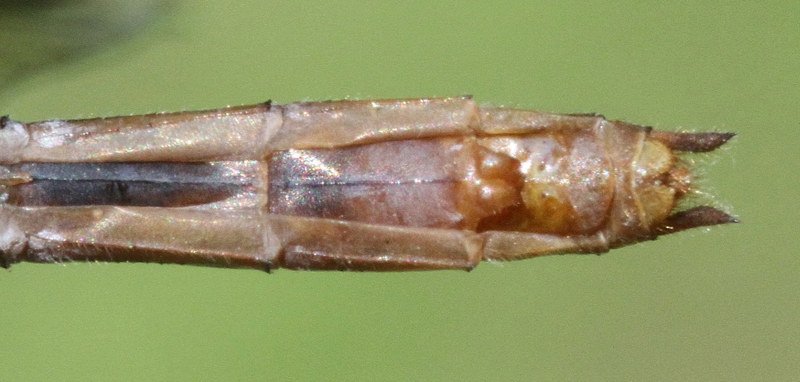 photo of Female abdomen tip of ruby meadowhawk showing subgenital plate