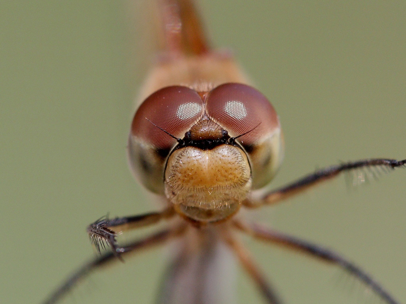 photo of Close-up of female ruby meadowhawk face