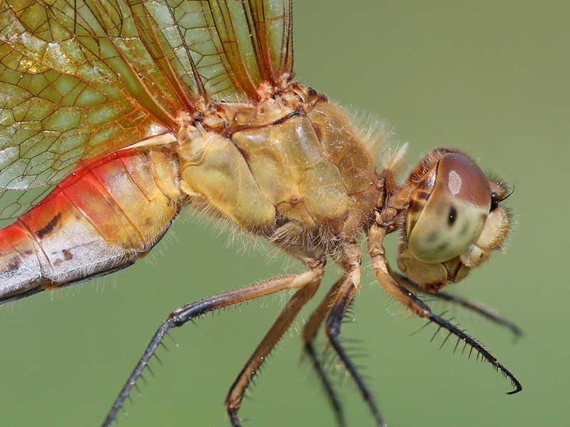photo of Close-up of female ruby meadowhawk thorax