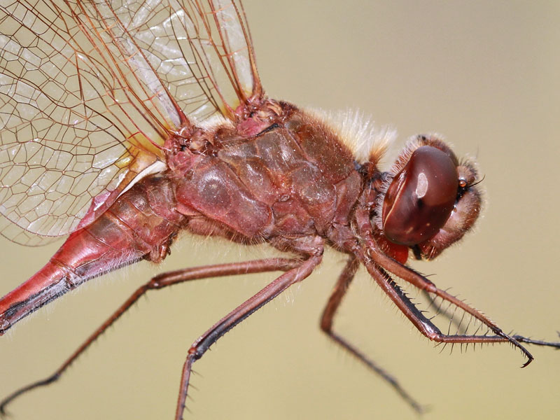 photo of Close-up of male saffron-winged meadowhawk thorax