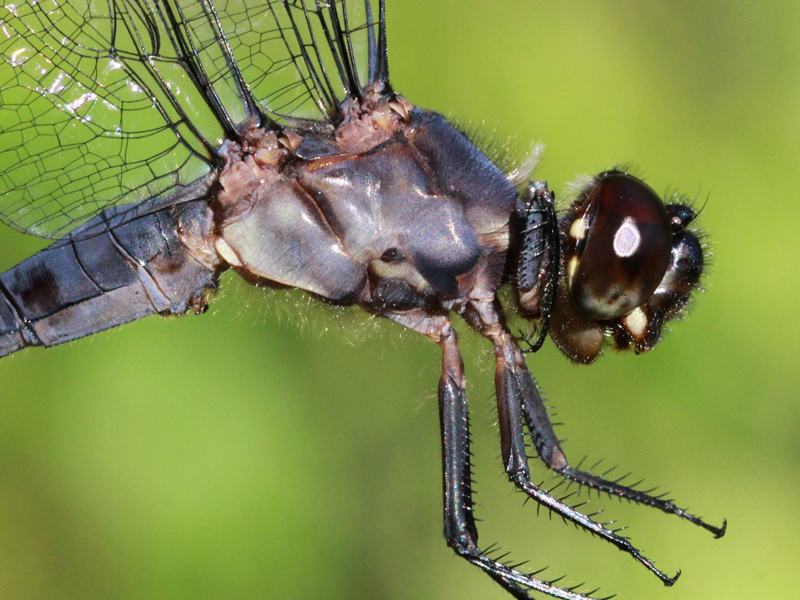 photo of Close-up of male slaty skimmer thorax