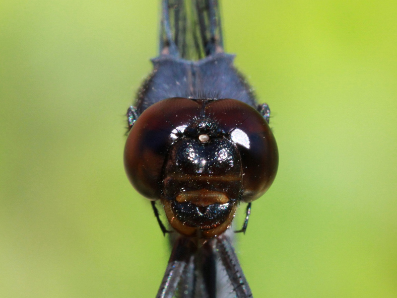 photo of Close-up of male slaty skimmer face