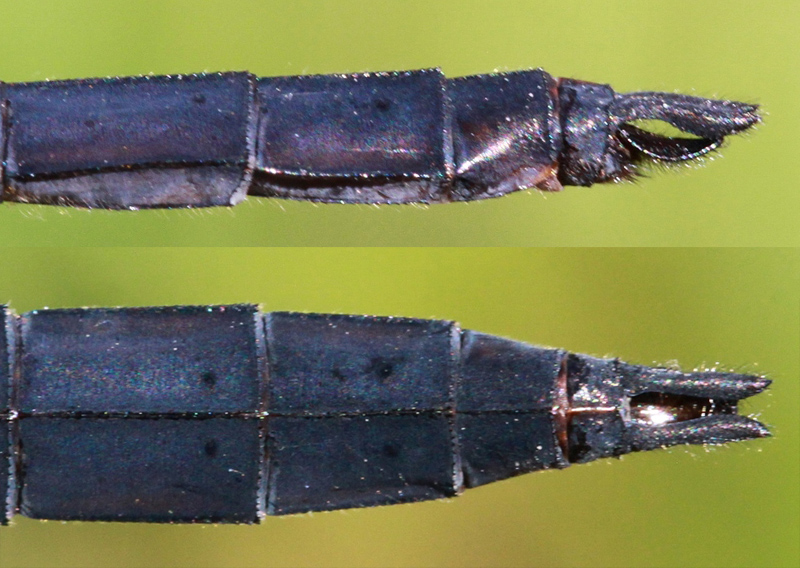 photo of Side (top image) and top view of male slaty skimmer cercus