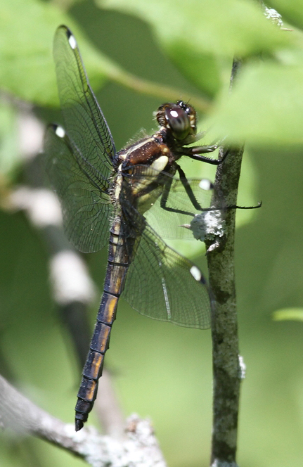 photo of Transitional male spangled skimmer
