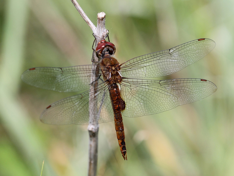 photo of Male spot-winged glider