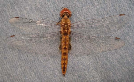 photo of Female spot-winged glider