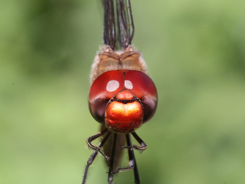 photo of Close-up of male spot-winged glider face