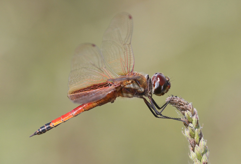 photo of Transitional male striped saddlebags