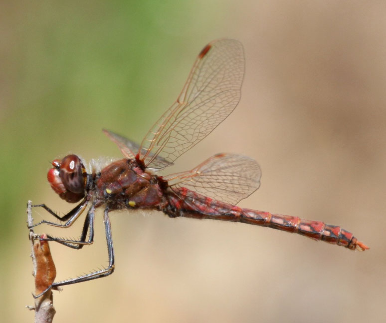 photo of Mature male variegated meadowhawk