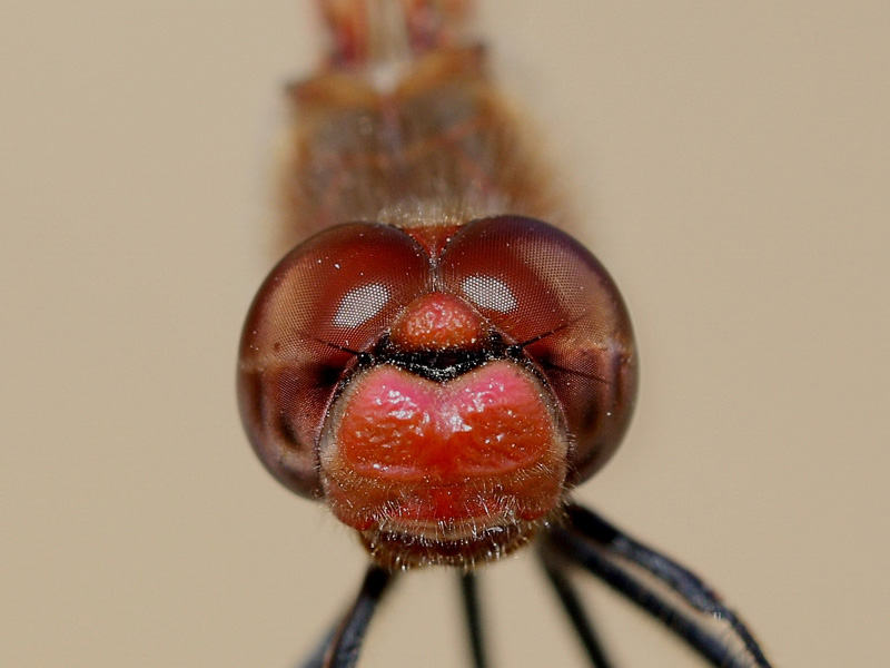 photo of Close-up of male variegated meadowhawk face