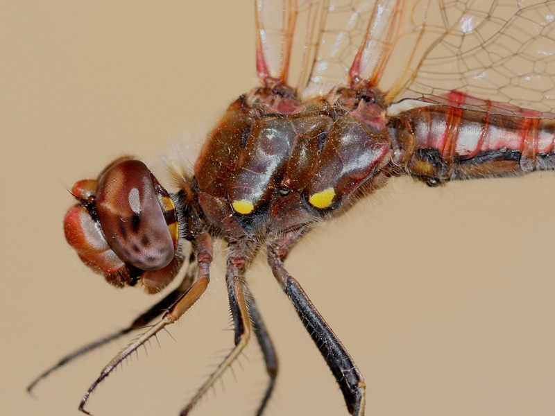 photo of Close-up of male variegated meadowhawk thorax