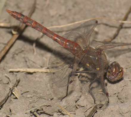 photo of Mature male variegated meadowhawk