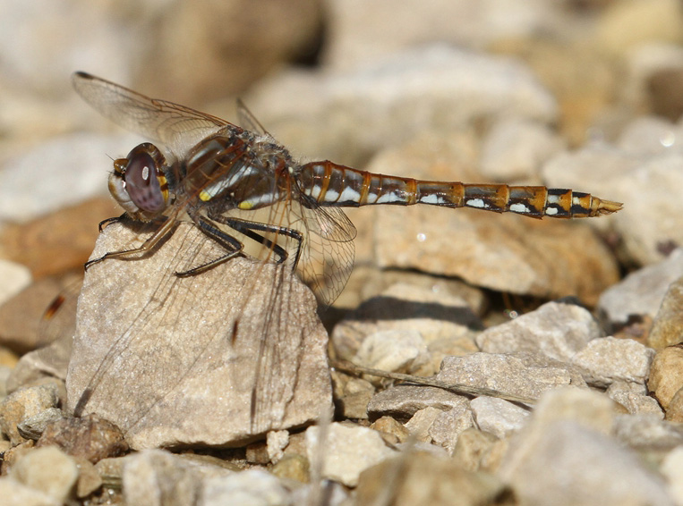 photo of Immature male variegated meadowhawk