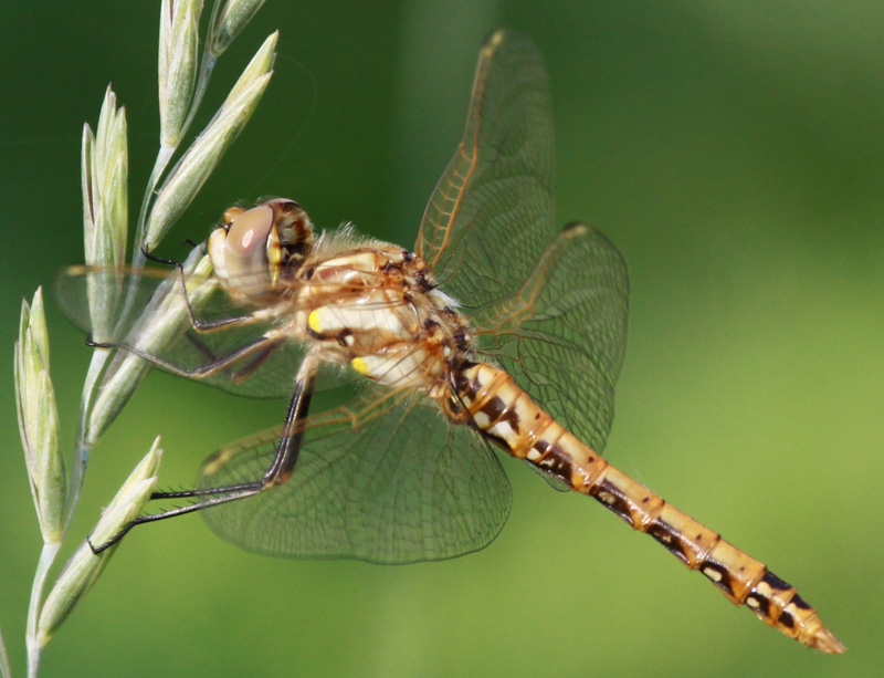 photo of Teneral male variegated meadowhawk