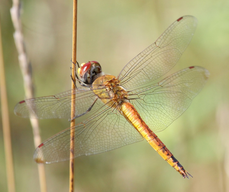 photo of Male wandering glider
