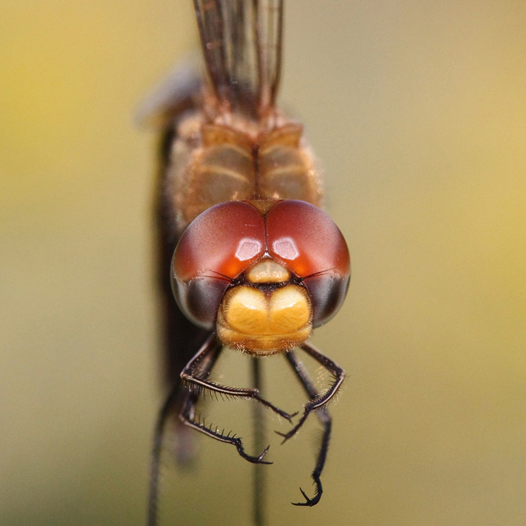 photo of Close-up of male wandering glider face
