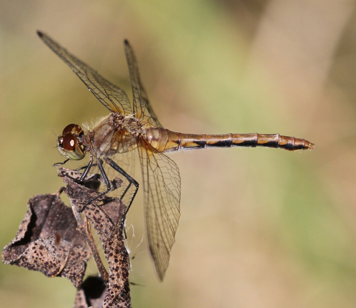 photo of Mature brown-form female white-faced meadowhawk