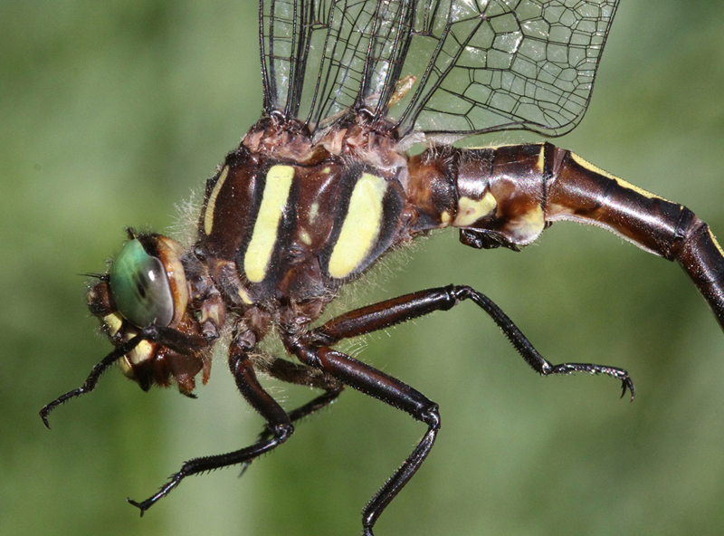 photo of Close-up of male arrowhead spiketail thorax