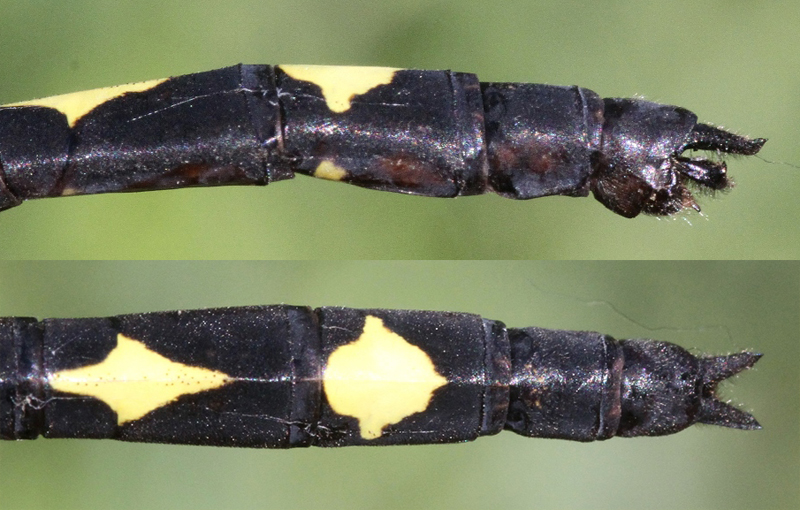 photo of Side (top image) and top view of cercus for male arrowhead spiketail