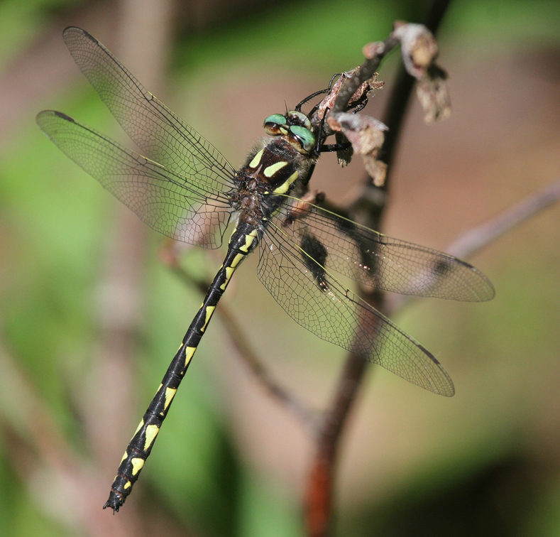 photo of Male delta-spotted spiketail