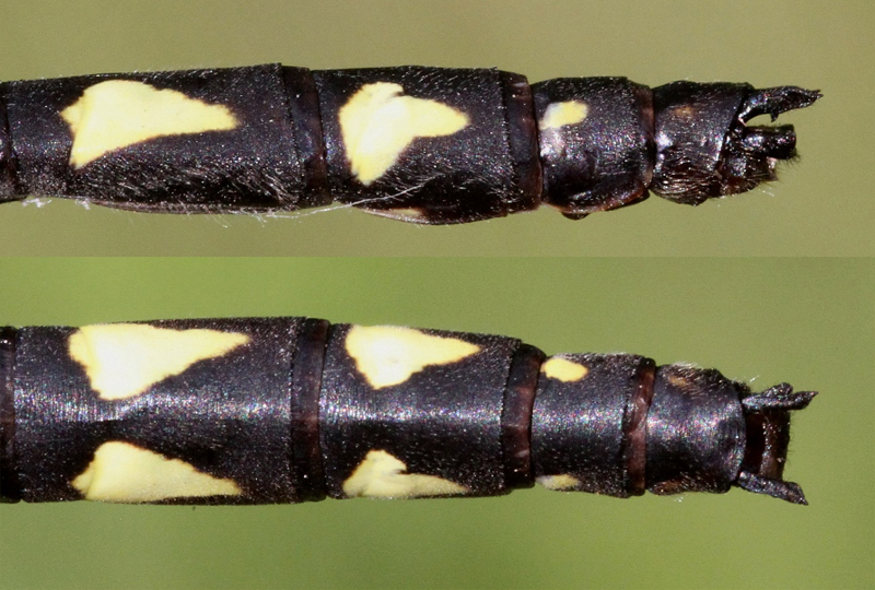 photo of Side (top image) and top view of cercus for male delta-spotted spiketail