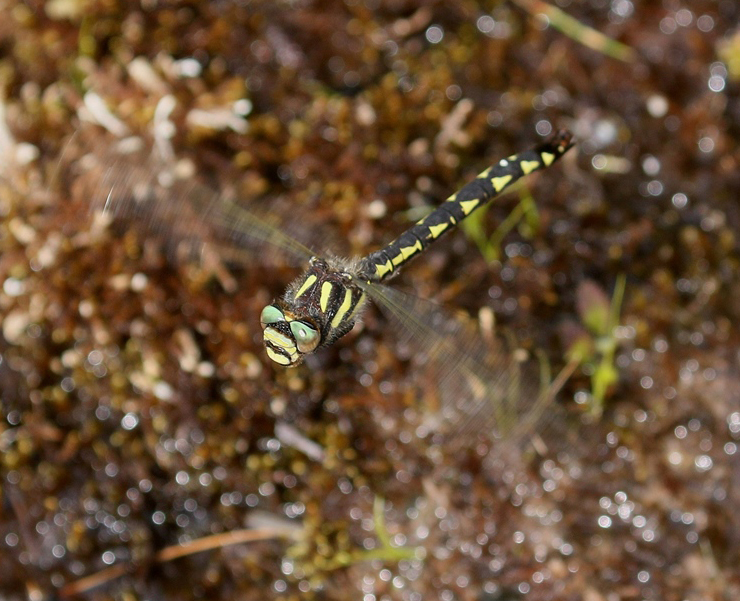 photo of Female delta-spotted spiketail