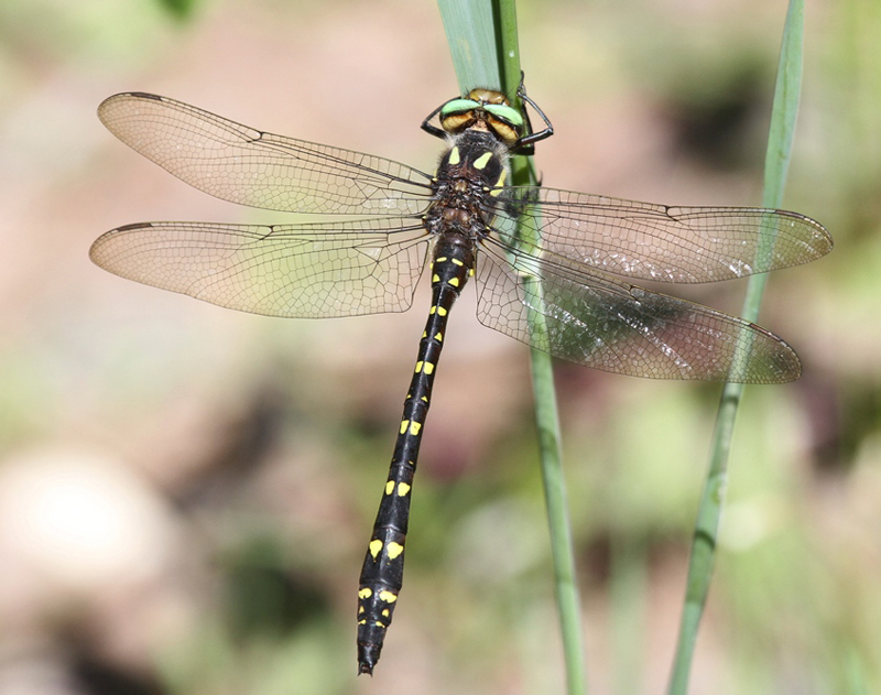 photo of Male twin-spotted spiketail